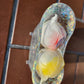 Sparkly Translucent Bathtub Soap Dish